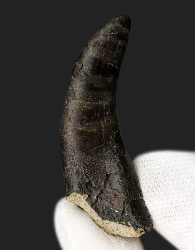14年の社史で初めてのご紹介、最高の希少性を持つ、ケラトサウルス(Ceratosaurus)の歯化石。保存状態は抜群、サイズあり(その3)