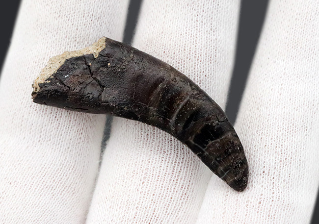 14年の社史で初めてのご紹介、最高の希少性を持つ、ケラトサウルス(Ceratosaurus)の歯化石。保存状態は抜群、サイズあり(その5)