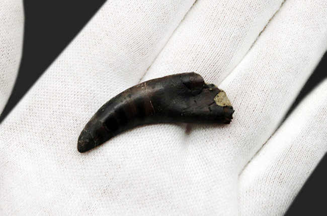 14年の社史で初めてのご紹介、最高の希少性を持つ、ケラトサウルス(Ceratosaurus)の歯化石。保存状態は抜群、サイズあり(その6)