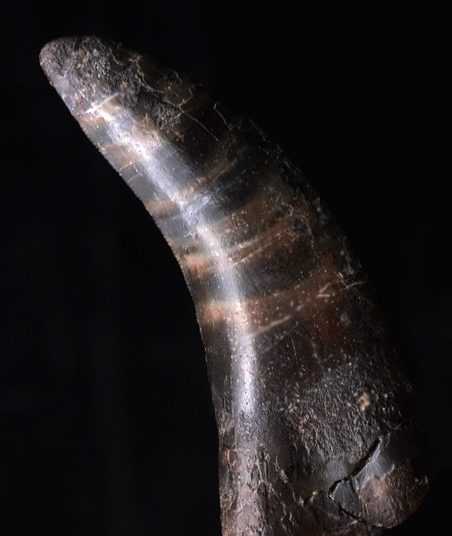 14年の社史で初めてのご紹介、最高の希少性を持つ、ケラトサウルス(Ceratosaurus)の歯化石。保存状態は抜群、サイズあり(その7)