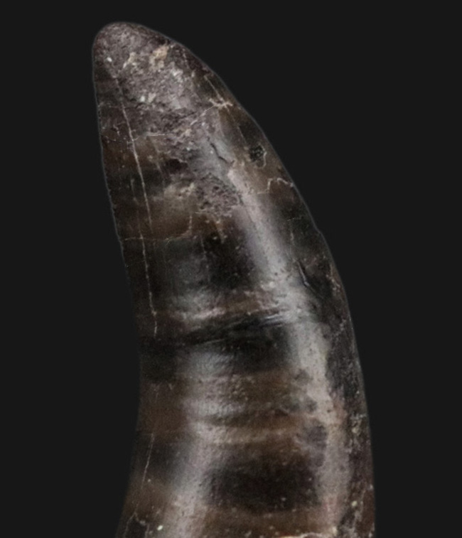 14年の社史で初めてのご紹介、最高の希少性を持つ、ケラトサウルス(Ceratosaurus)の歯化石。保存状態は抜群、サイズあり(その9)