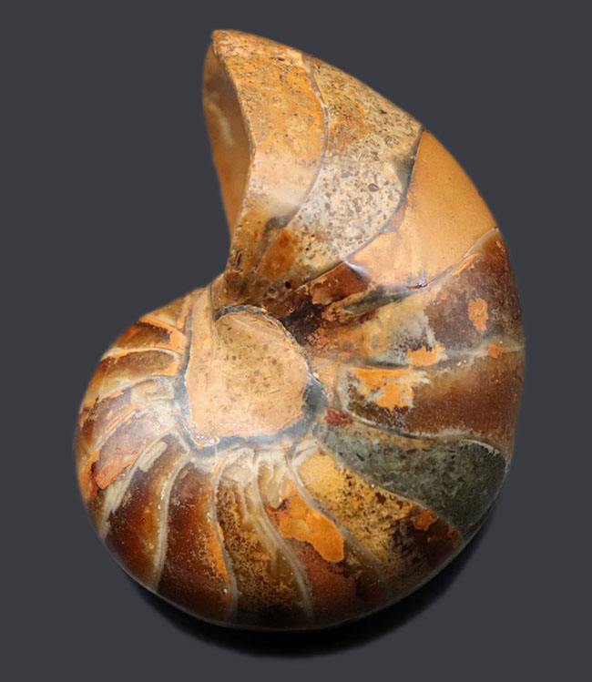 ３００グラムオーバーの立派なオウムガイ（Nautilus）の殻の化石。恐竜時代の海を遊泳していた生物の化石です。（その1）