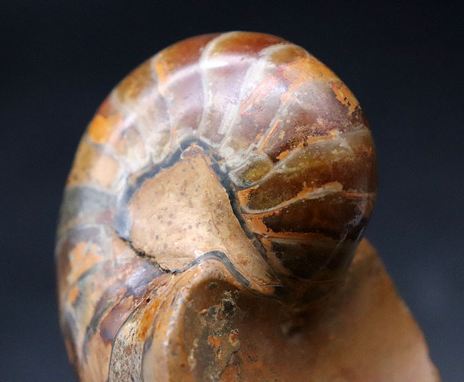 300グラムオーバーの立派なオウムガイ(Nautilus)の殻の化石。恐竜時代の海を遊泳していた生物の化石です。(その10)