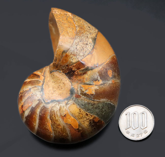 ３００グラムオーバーの立派なオウムガイ（Nautilus）の殻の化石。恐竜時代の海を遊泳していた生物の化石です。（その11）