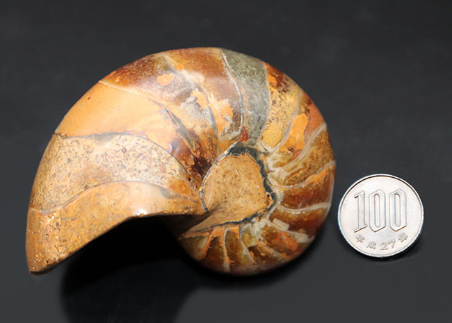 300グラムオーバーの立派なオウムガイ(Nautilus)の殻の化石。恐竜時代の海を遊泳していた生物の化石です。(その12)