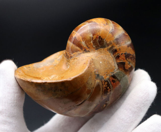 300グラムオーバーの立派なオウムガイ(Nautilus)の殻の化石。恐竜時代の海を遊泳していた生物の化石です。(その2)