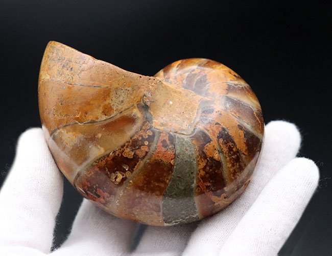 300グラムオーバーの立派なオウムガイ(Nautilus)の殻の化石。恐竜時代の海を遊泳していた生物の化石です。(その3)
