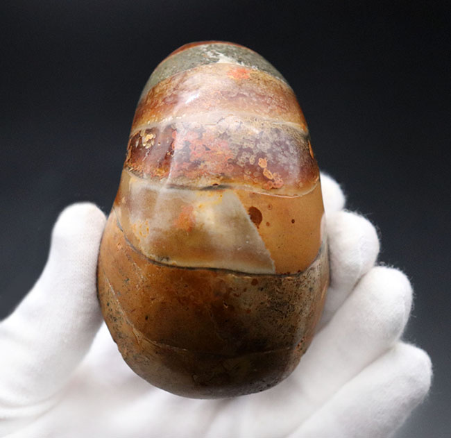 300グラムオーバーの立派なオウムガイ(Nautilus)の殻の化石。恐竜時代の海を遊泳していた生物の化石です。(その4)