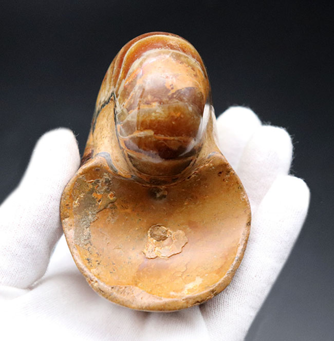 300グラムオーバーの立派なオウムガイ(Nautilus)の殻の化石。恐竜時代の海を遊泳していた生物の化石です。(その5)