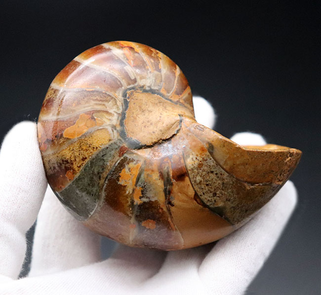 300グラムオーバーの立派なオウムガイ(Nautilus)の殻の化石。恐竜時代の海を遊泳していた生物の化石です。(その6)