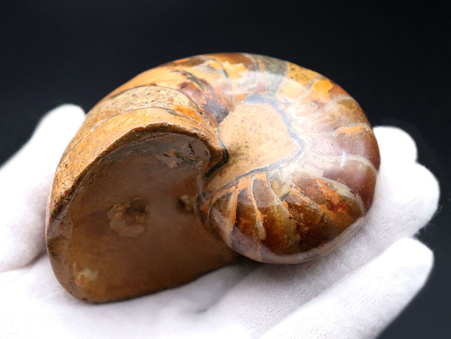 ３００グラムオーバーの立派なオウムガイ（Nautilus）の殻の化石。恐竜時代の海を遊泳していた生物の化石です。（その7）