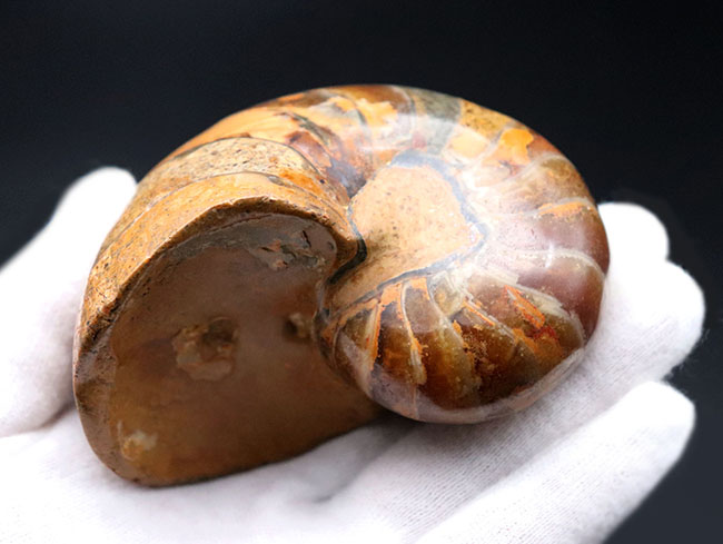 300グラムオーバーの立派なオウムガイ(Nautilus)の殻の化石。恐竜時代の海を遊泳していた生物の化石です。(その7)