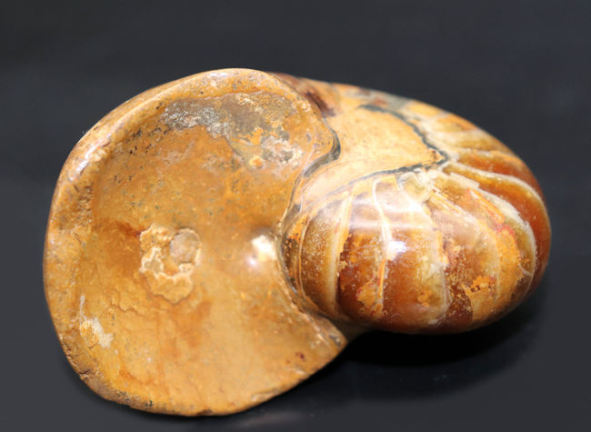 300グラムオーバーの立派なオウムガイ(Nautilus)の殻の化石。恐竜時代の海を遊泳していた生物の化石です。(その8)