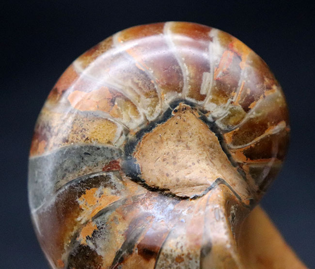 300グラムオーバーの立派なオウムガイ(Nautilus)の殻の化石。恐竜時代の海を遊泳していた生物の化石です。(その9)