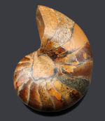 ３００グラムオーバーの立派なオウムガイ（Nautilus）の殻の化石。恐竜時代の海を遊泳していた生物の化石です。