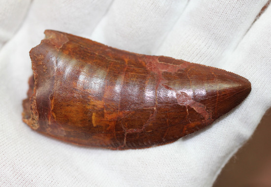 ロングカーブ計測7.6cm!いかにも典型的なカルカロドントサウルスの歯化石(その10)