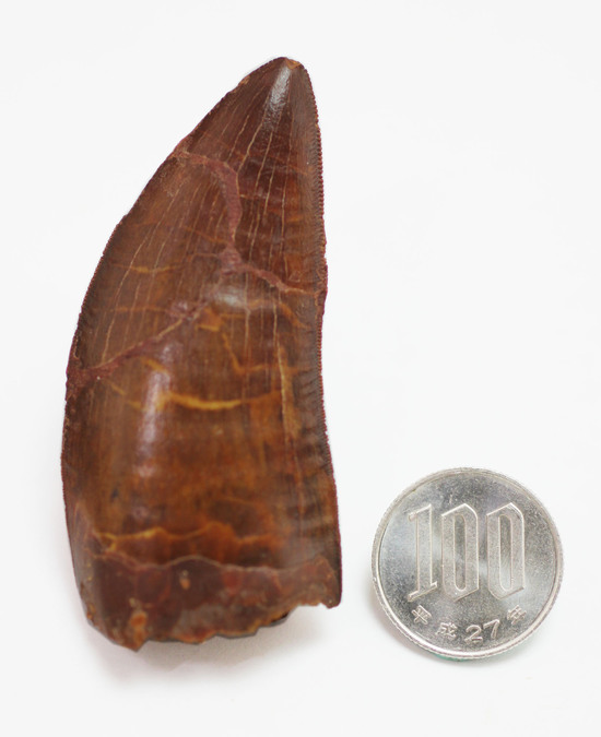 ロングカーブ計測7.6cm!いかにも典型的なカルカロドントサウルスの歯化石(その17)