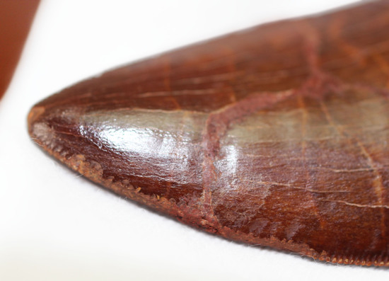 ロングカーブ計測7.6cm!いかにも典型的なカルカロドントサウルスの歯化石(その3)