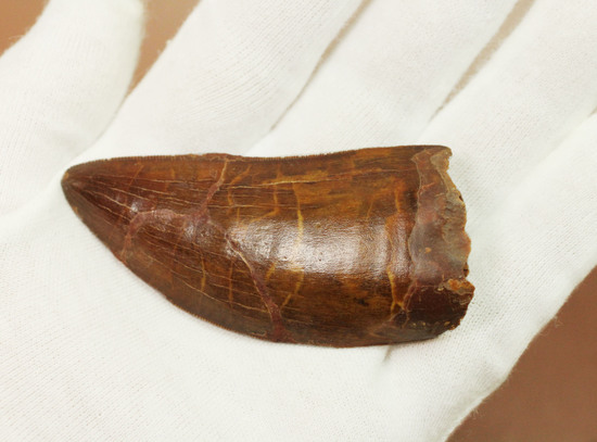 ロングカーブ計測7.6cm!いかにも典型的なカルカロドントサウルスの歯化石(その4)
