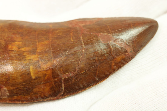 ロングカーブ計測7.6cm!いかにも典型的なカルカロドントサウルスの歯化石(その6)