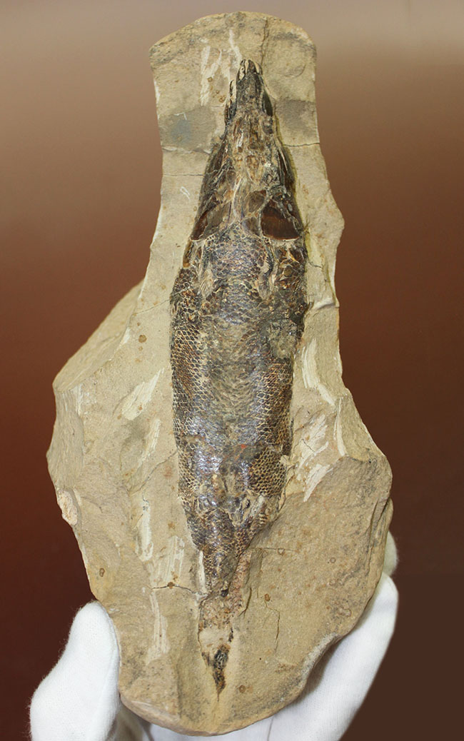 １キロオーバー！母岩付きブラジル産魚化石、ラコレピス。他産地では余り見られないボリュームが維持された標本。（その1）