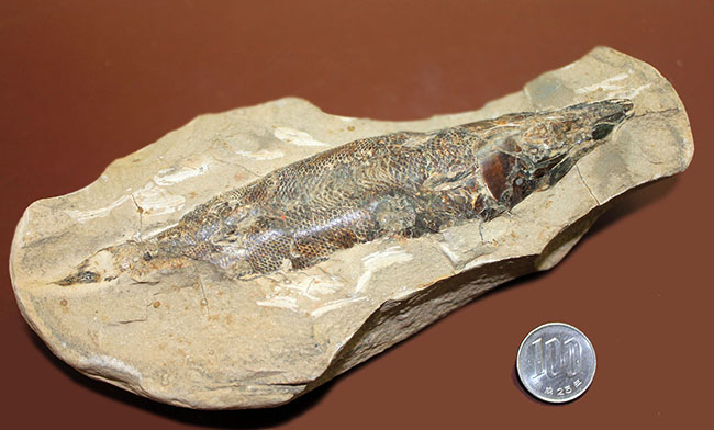 １キロオーバー！母岩付きブラジル産魚化石、ラコレピス。他産地では余り見られないボリュームが維持された標本。（その10）