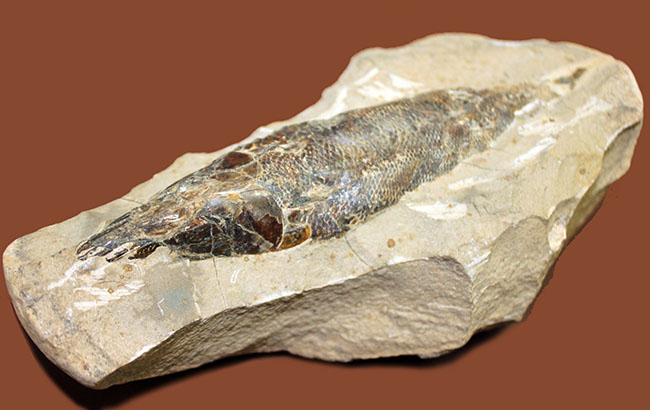 １キロオーバー！母岩付きブラジル産魚化石、ラコレピス。他産地では余り見られないボリュームが維持された標本。（その2）