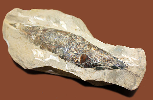 １キロオーバー！母岩付きブラジル産魚化石、ラコレピス。他産地では余り見られないボリュームが維持された標本。（その3）