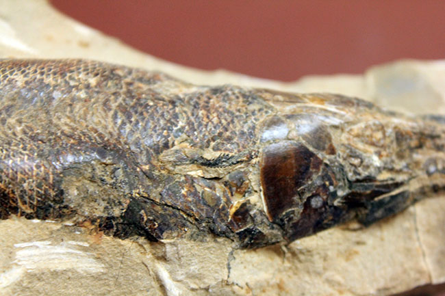 １キロオーバー！母岩付きブラジル産魚化石、ラコレピス。他産地では余り見られないボリュームが維持された標本。（その5）