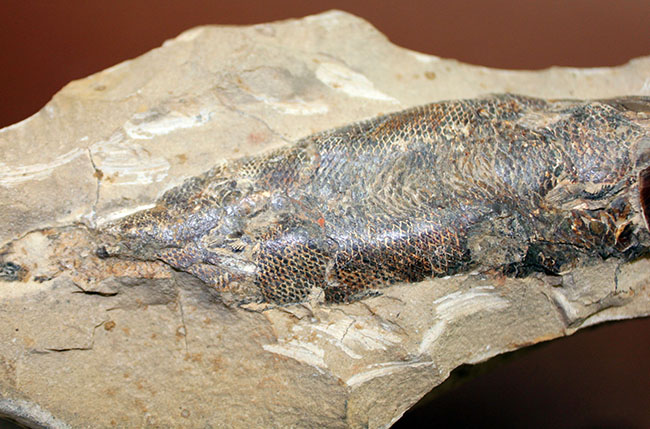 １キロオーバー！母岩付きブラジル産魚化石、ラコレピス。他産地では余り見られないボリュームが維持された標本。（その7）
