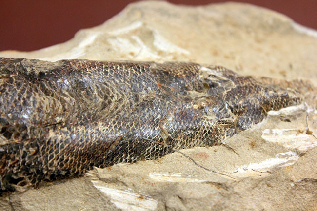 １キロオーバー！母岩付きブラジル産魚化石、ラコレピス。他産地では余り見られないボリュームが維持された標本。（その9）