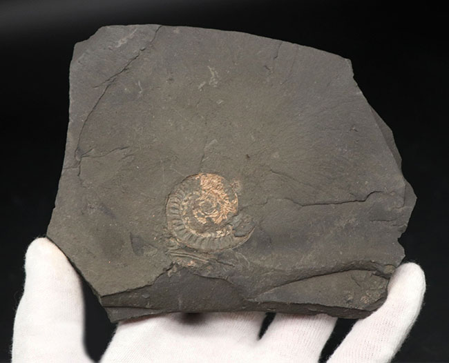 黒ジュラと呼ばれる瀝青質の頁岩の両面に中生代ジュラ紀のアンモナイトが見られる、ドイツ・ホルツマーデン産のマルチプレート化石（その2）