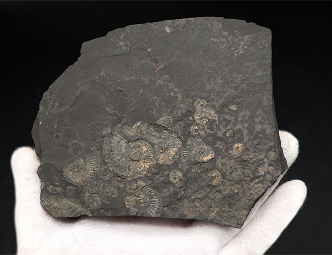 黒ジュラと呼ばれる瀝青質の頁岩の両面に中生代ジュラ紀のアンモナイトが見られる、ドイツ・ホルツマーデン産のマルチプレート化石（その3）