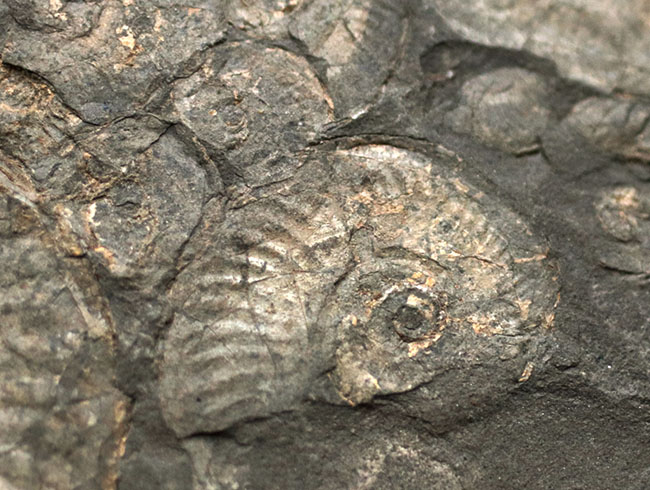 黒ジュラと呼ばれる瀝青質の頁岩の両面に中生代ジュラ紀のアンモナイトが見られる、ドイツ・ホルツマーデン産のマルチプレート化石（その5）
