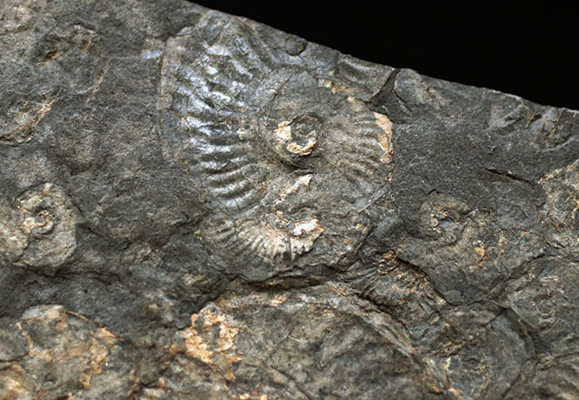 黒ジュラと呼ばれる瀝青質の頁岩の両面に中生代ジュラ紀のアンモナイトが見られる、ドイツ・ホルツマーデン産のマルチプレート化石（その6）
