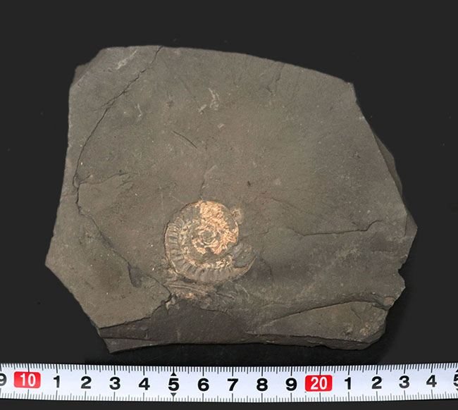 黒ジュラと呼ばれる瀝青質の頁岩の両面に中生代ジュラ紀のアンモナイトが見られる、ドイツ・ホルツマーデン産のマルチプレート化石（その9）