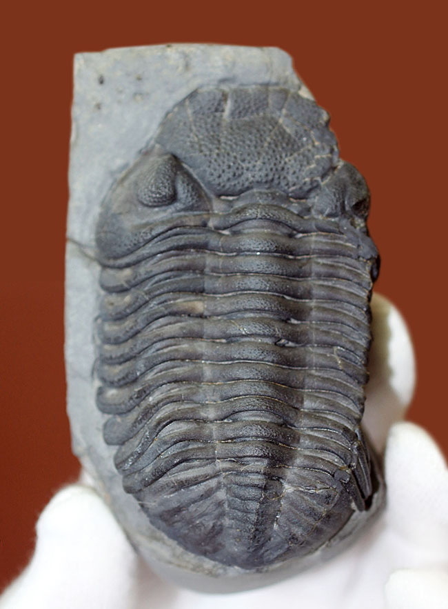 米国ニューヨーク州産、エルドレドゲオプス・ラナ(Eldredgeops rana)(その1)
