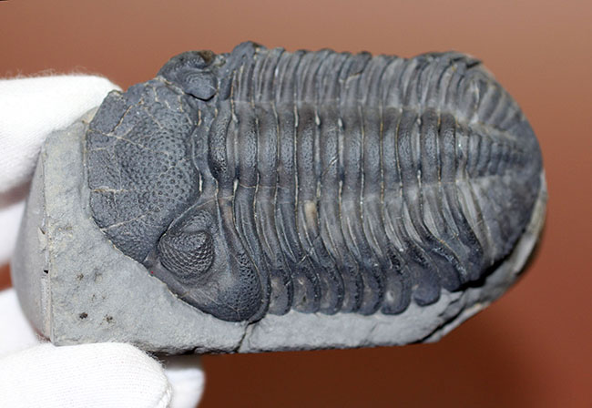 米国ニューヨーク州産、エルドレドゲオプス・ラナ(Eldredgeops rana)(その11)