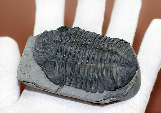 米国ニューヨーク州産、エルドレドゲオプス・ラナ(Eldredgeops rana)(その12)