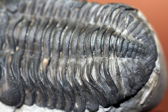 米国ニューヨーク州産、エルドレドゲオプス・ラナ(Eldredgeops rana)(その13)