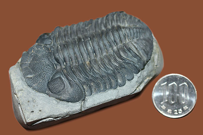 米国ニューヨーク州産、エルドレドゲオプス・ラナ(Eldredgeops rana)(その14)
