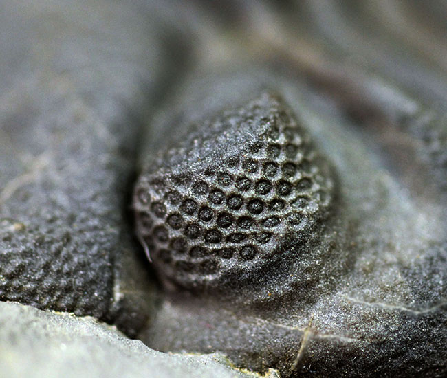 米国ニューヨーク州産、エルドレドゲオプス・ラナ(Eldredgeops rana)(その4)