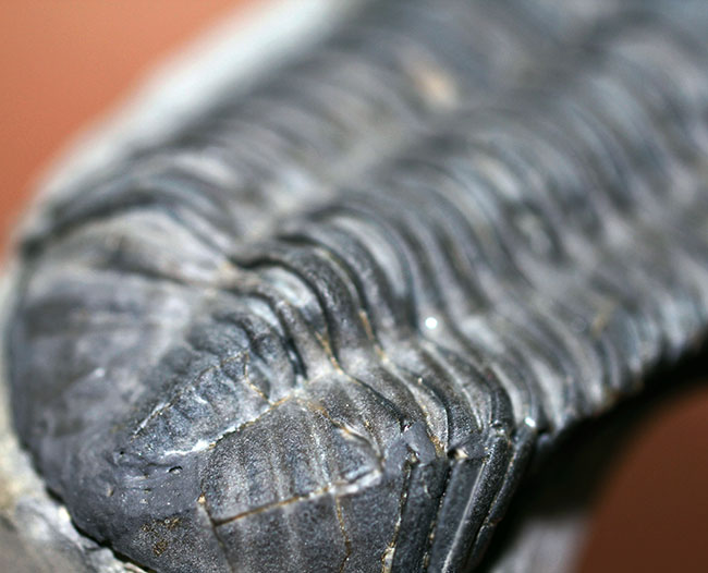 米国ニューヨーク州産、エルドレドゲオプス・ラナ(Eldredgeops rana)(その6)