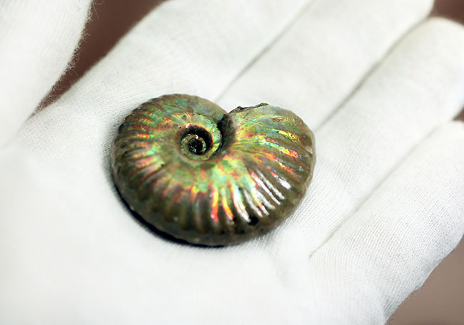 アンモナイト　化石 1億年以上前の遊色アンモナイト化石の輝きを体感してみませんか？両面