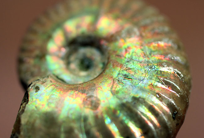 希少 十勝産 アンモナイトの化石 希少 十勝産 アンモナイトの化石 希少 十勝産 アンモナイトの