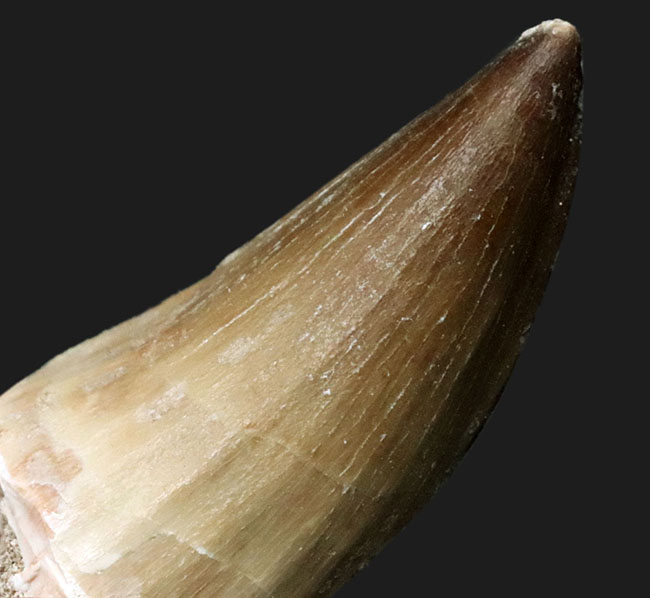 白亜紀後期の頂点捕食者!良形、美麗、ナチュラルな、モササウルス(Mosasaurus)の歯化石(その3)