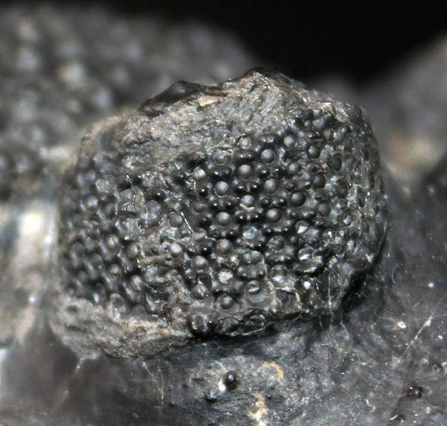 古生代デボン紀を代表する巨大な三葉虫、ドロトプス・メガロマニクス