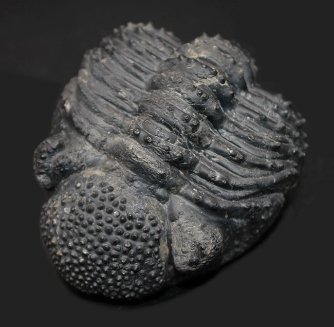 古生代デボン紀を代表する巨大な三葉虫、ドロトプス・メガロマニクス（Drotops megalomanicus）のエンロール（防御姿勢）をとった化石（その3）