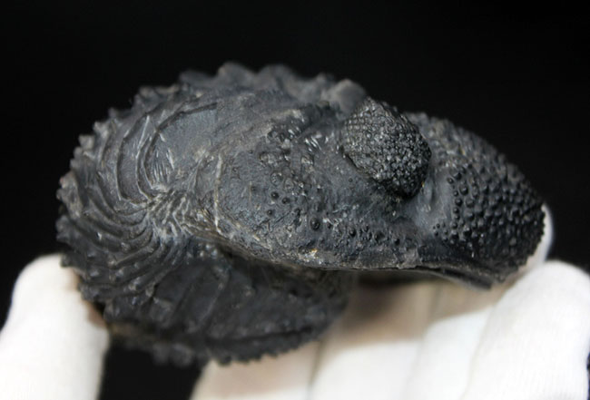 古生代デボン紀を代表する巨大な三葉虫、ドロトプス・メガロマニクス