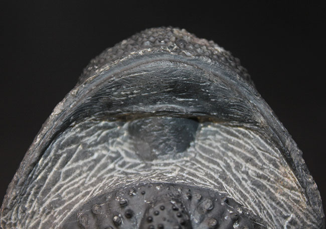古生代デボン紀を代表する巨大な三葉虫、ドロトプス・メガロマニクス（Drotops megalomanicus）のエンロール（防御姿勢）をとった化石（その6）